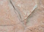 Rare Fossil Reptile Skin Impression - Green River Formation #12263-2